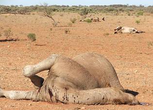 Camel2