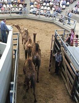 Camel3