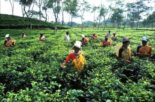 Bangladeshis qui récoltent du thé. Source: Godgrown.net