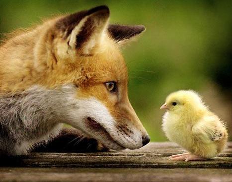 renard et poussin