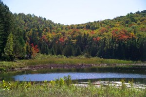 Forêt du Vermont