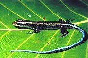 Emoia_caeruleocauda (Image libre de droits, USGS)