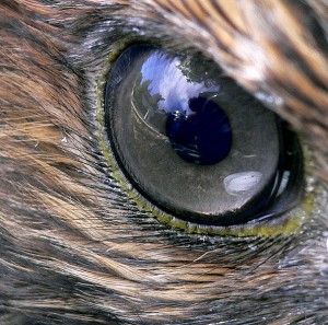 Oeil de rapace