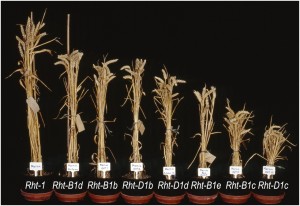 Dwarf-Wheat-Rht-genes-Pearce-2011