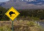 Kiwi crossing Nouvelle Zelande (CC, Xoque) Kiwi crossing Nouvelle Zelande (CC, Xoque)