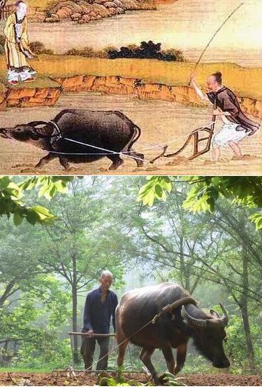 Le paysan chinois à travers l'histoire