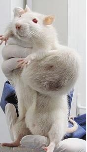 rat cancer Ogm