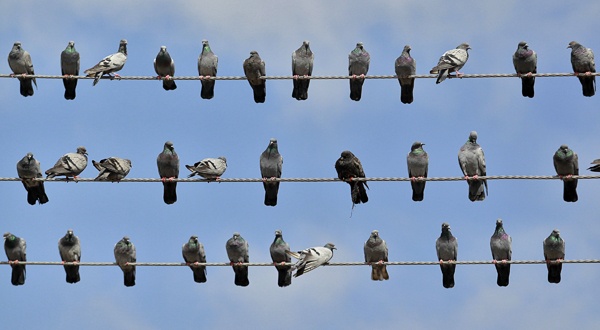 pigeons-2 alt
