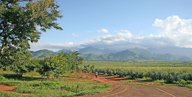 Un paysan marche vers des champs de sisal dans les environs de Morogoro, en Tanzanie (Muhammad Mahdi Karim, Creative Commons)
