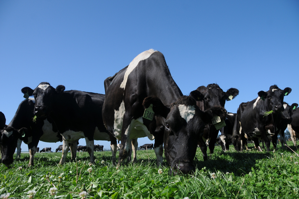 Vaches en Nouvelle Zelande