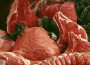 Viande Viande