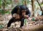 singe_02_m singe_02_m