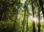 forêt Gardons nous de l'arbre qui cache la forêt..