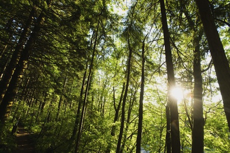 forêt