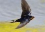 hirondelle hirondelle