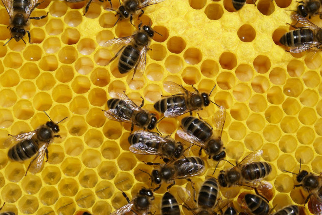 Ruche abeilles (Crédits Printemps Eté, licence Creative Commons)
