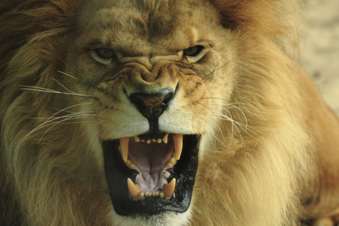Lion rugissant (Crédits Tom Nizan, licence Creative Commons)