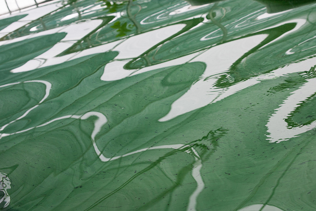 Spirulines credits mll (licence creative commons)