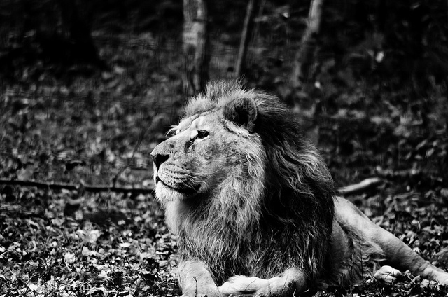 Lion en Afrique pouvoir (credits Anne LANDOIS-FAVRET, licence creative commons)