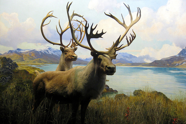 caribous credits wally gobetz (licence creative commons)