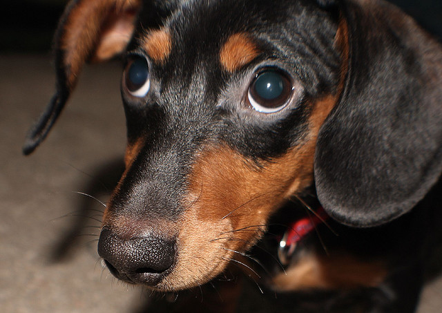 chien credits darin (licence creative commons)