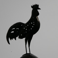 coq credits olibac (licence creative commons)
