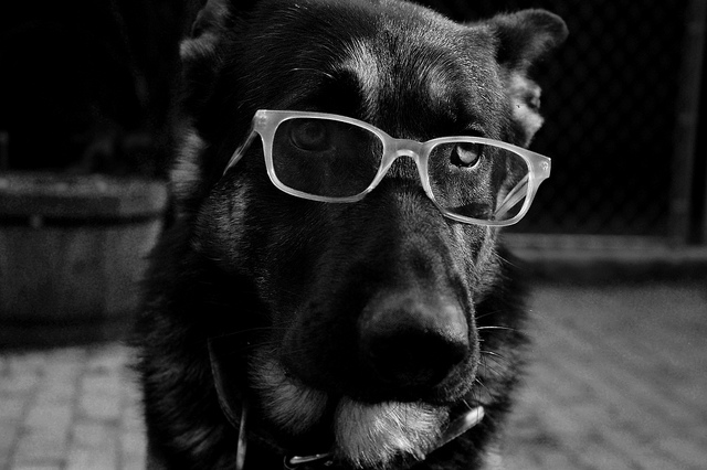 chien à lunettes credits alison elisabeth X (licence creative commons)