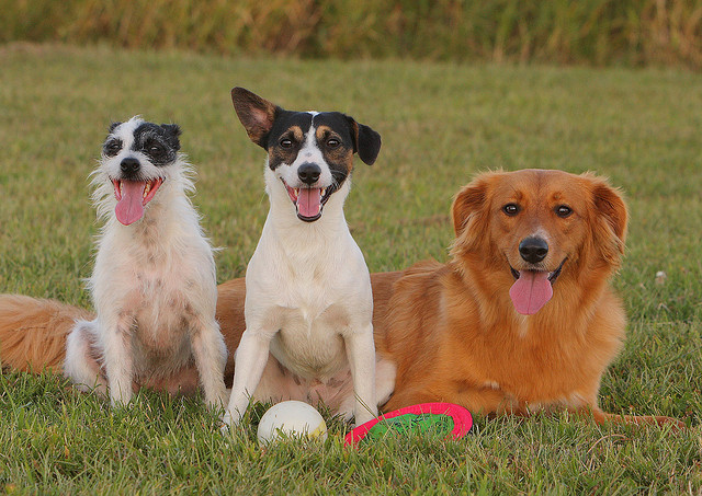 chiens credits emery way (licence creative commons)