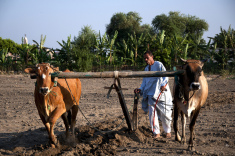 Agriculteur Afrique (Crédits : Marwa Morgan, licence CC-BY-NC-ND 2.0), via Flickr.