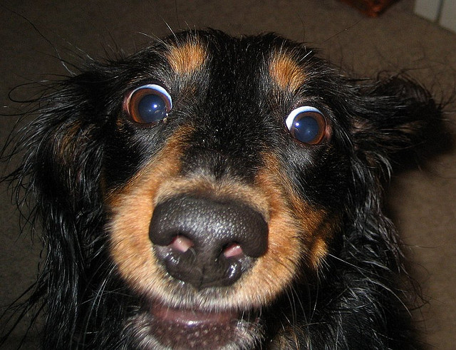 chien fou credits MTSOfan (licence creative commons)