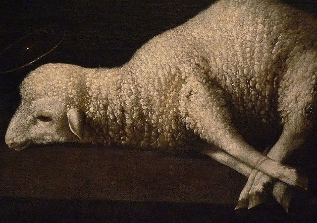 Agnus dei credits Mary Arsch (licence creative commons)