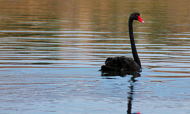 cygne noir credits les haines (licence creative commons)