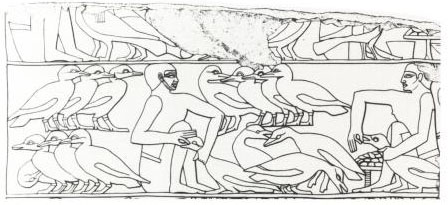 gavage d’oies à l’époque des pharaons (illustration wikipedia) gavage d’oies à l’époque des pharaons (illustration wikipedia)