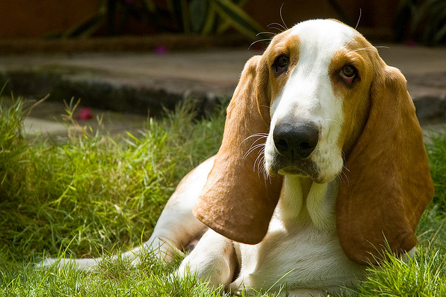 Droopy credits Pankaj Kaushal(CC BY-NC-ND 2.0)
