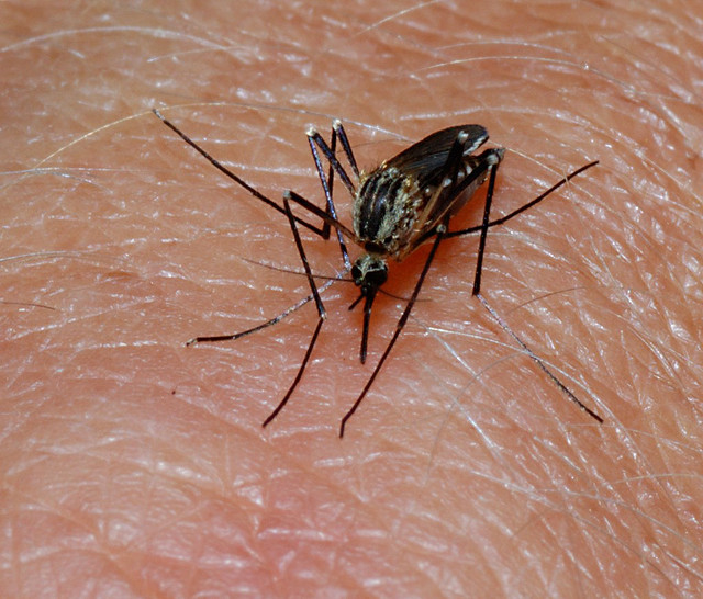 mosquito bite credit dr_relling (CC BY 2.0)