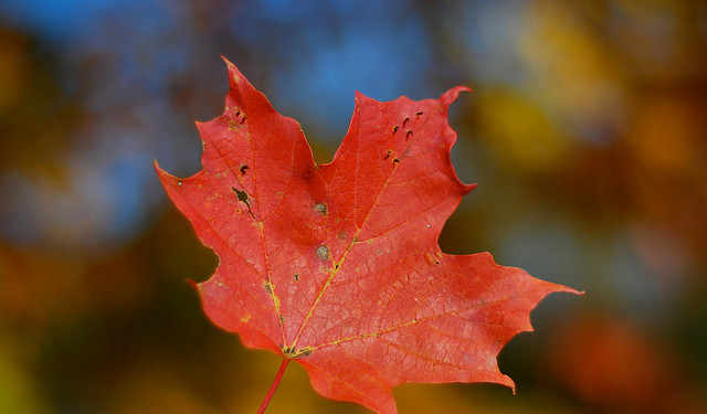 Oh canada credits Ankakay (CC BY 2.0)