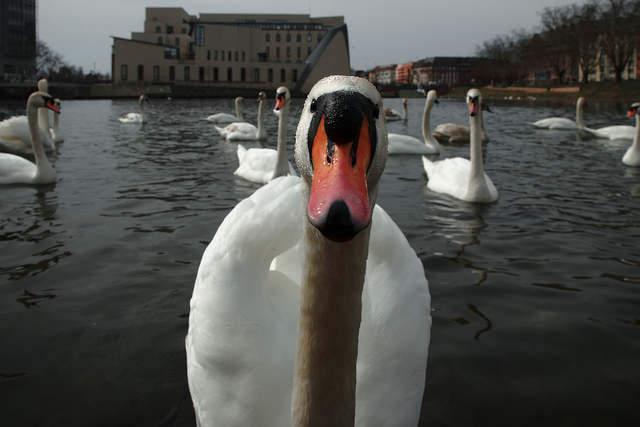 cygne credits Fabrice Helmbacher (CC BY-NC-SA 2.0)