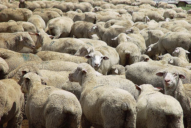sheep credits James Good (CC BY-NC-ND 2.0)