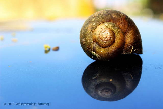 Snail Shell .. Explored on 4/14 credits Venkataramesh Kommoju via Flickr ((CC BY-NC-ND 2.0)
