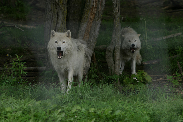 N'approchez pas / Do not approach. Credits Denis-Carl Robidoux via Flickr ( CC BY-NC 2.0)