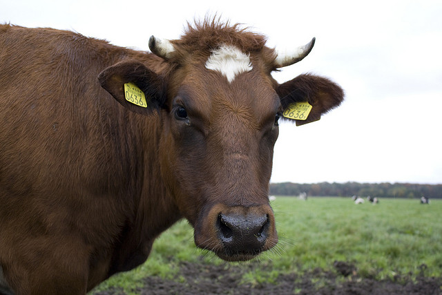 Joe cow credits Tobias Akerboom via Flickr ((CC BY 2.0))