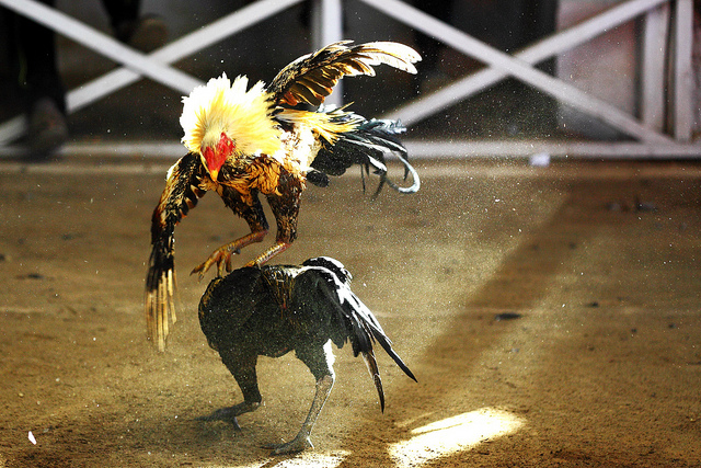 Combat de coqs- Carlos (CC BY-NC-ND 2.0)