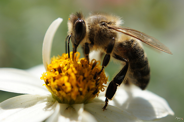 abeille-laurentmorand(CC BY-NC-ND 2.0)