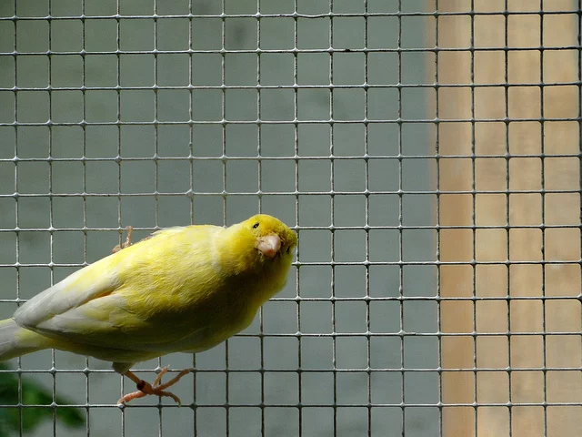 canari looking at me credits kerelrobert via Flickr ( (CC BY-NC-ND 2.0)
