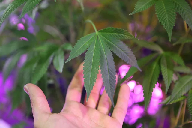 Dépénalisation du cannabis : une idée qui progresse Dépénalisation du cannabis : une idée qui progresse