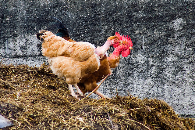 fumier-chienlit par mll-(CC BY-NC 2.0)