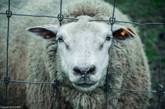 mouton-CGODFRIN (CC BY-NC-ND 2.0)