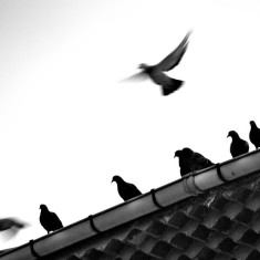 pigeons-oiluj small zeid(CC BY-NC-ND 2.0)