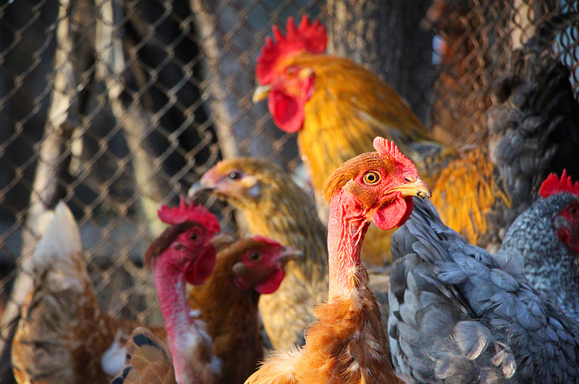 poules-olivier duval-(CC BY 2.0)