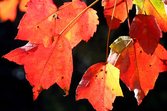Feuilles d'automne (Crédits : Liz West, licence CC-BY 2.0), via Flickr.